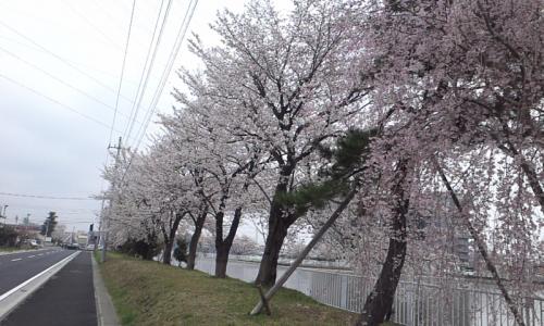 2013 hanami (1)