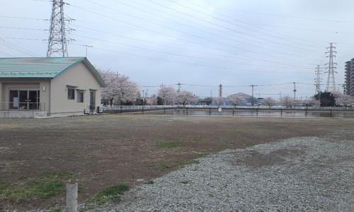 2013 hanami (3)